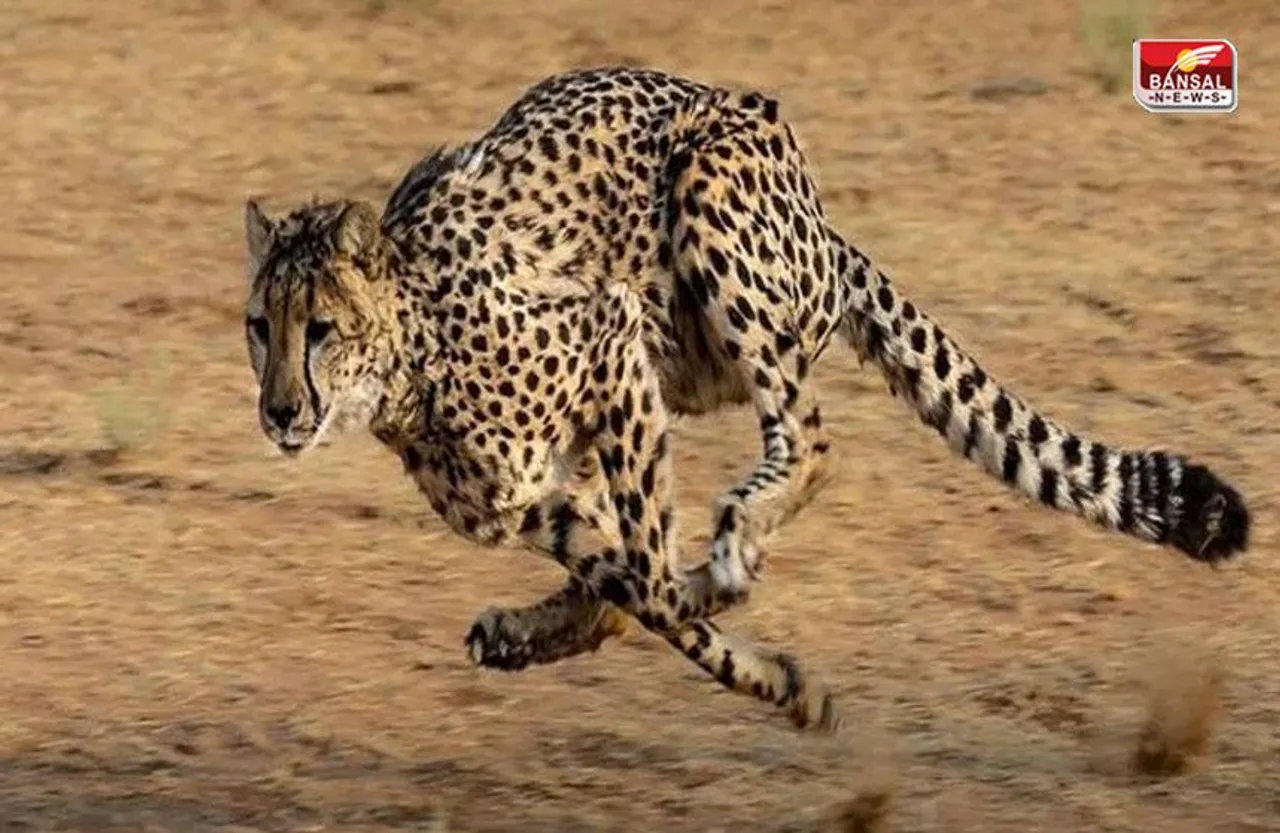 MP के कूनो नेशनल पार्क में एक और चीता छोड़ा गया, अब इतनी हुई संख्या