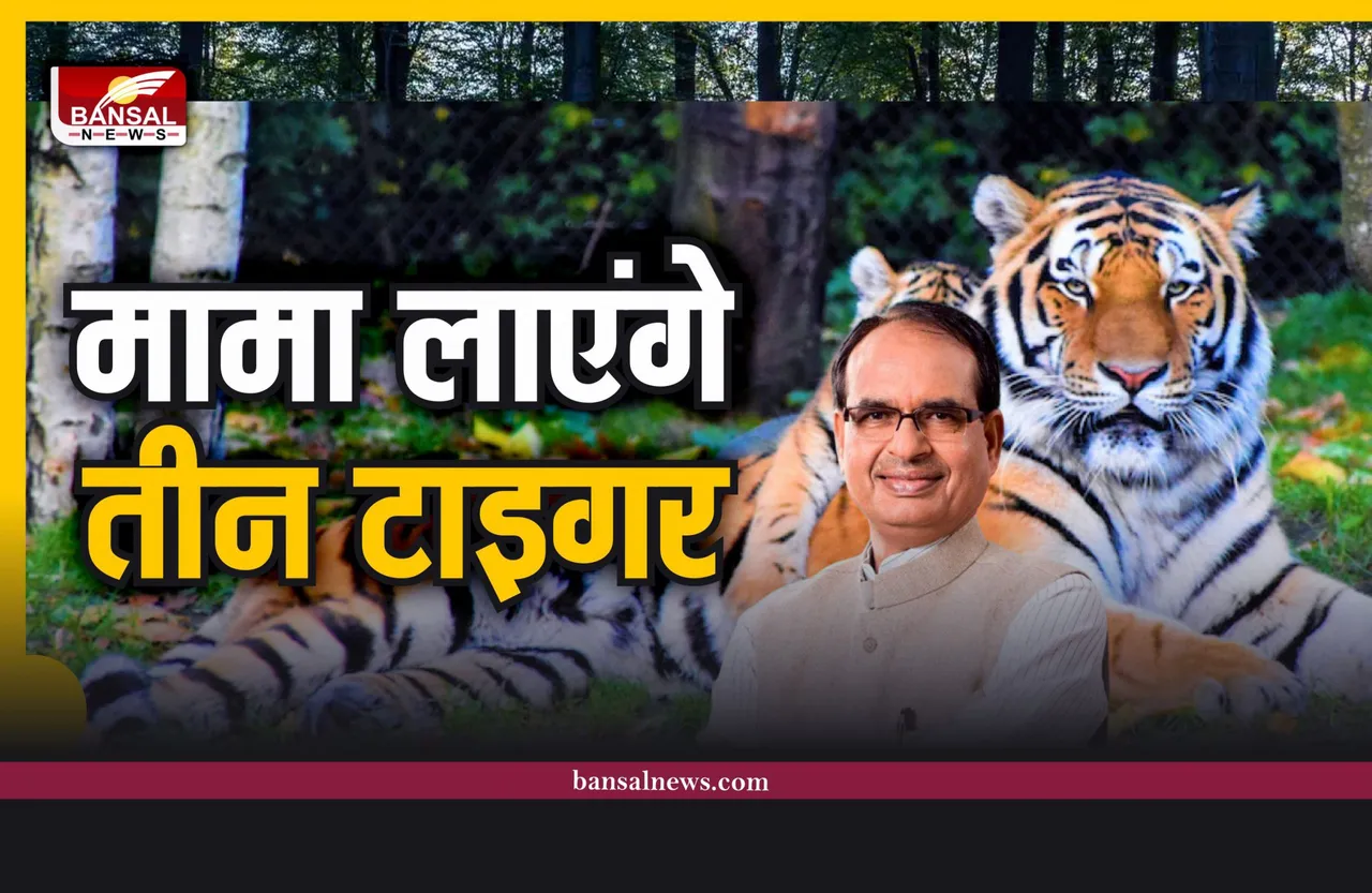 सीएम शिवराज का ऐलान, मध्यप्रदेश आएंगे तीन बाघ, आदेश जारी
