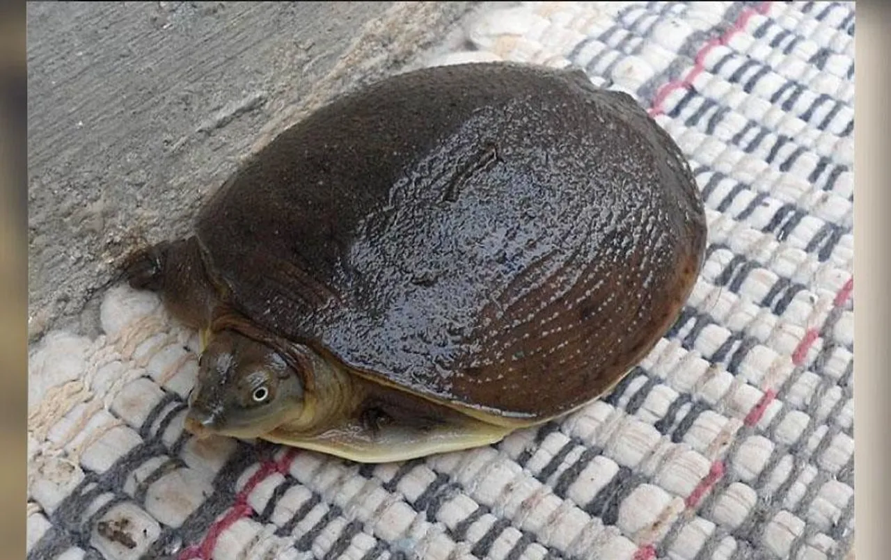 MP News: दुर्लभ प्रजाति के कछुओं की खेप बरामद, इटारसी रेलवे स्टेशन में दो आरोपी गिरफ्तार