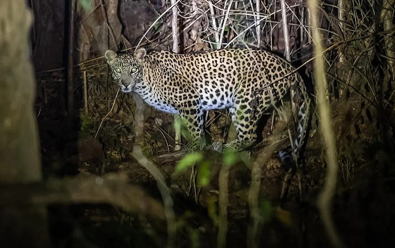 Chhindwara News: वानिकी अनुसंधान केन्द्र परिसर के पास दिखा तेंदुआ, तलाश में जुटी वनमंडल की टीम