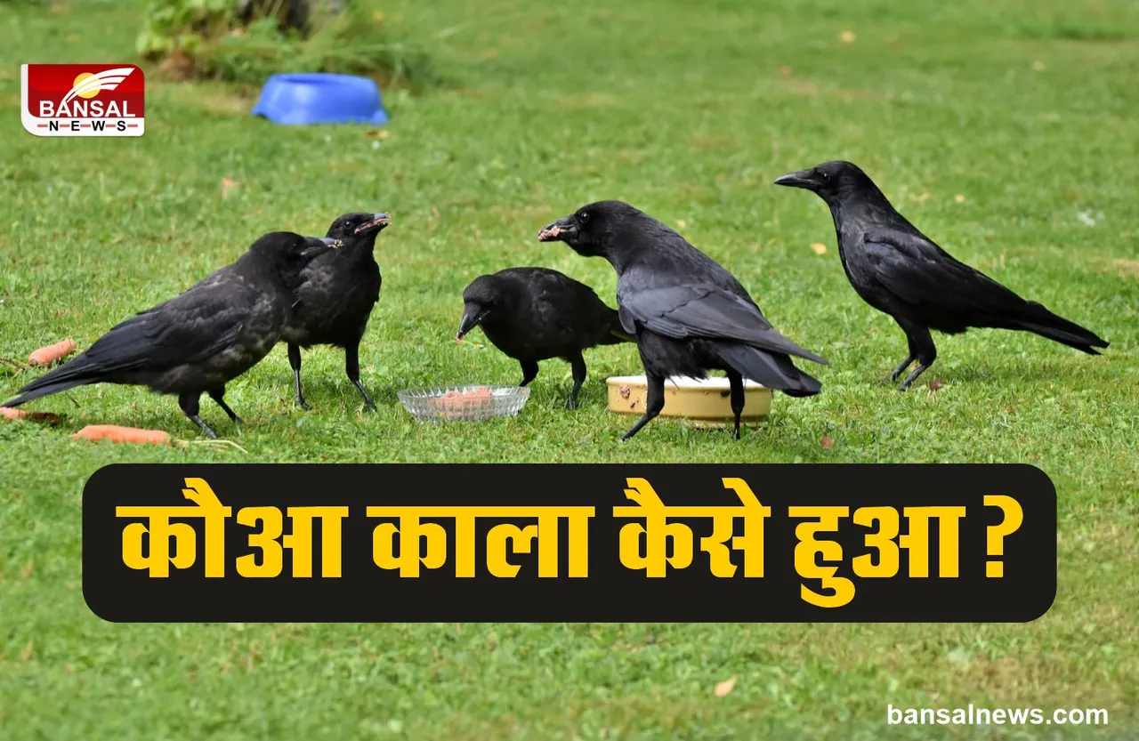 Mythology : कौए पैदा हुए थे सफेद, लेकिन होते है काले, जानिए क्यों