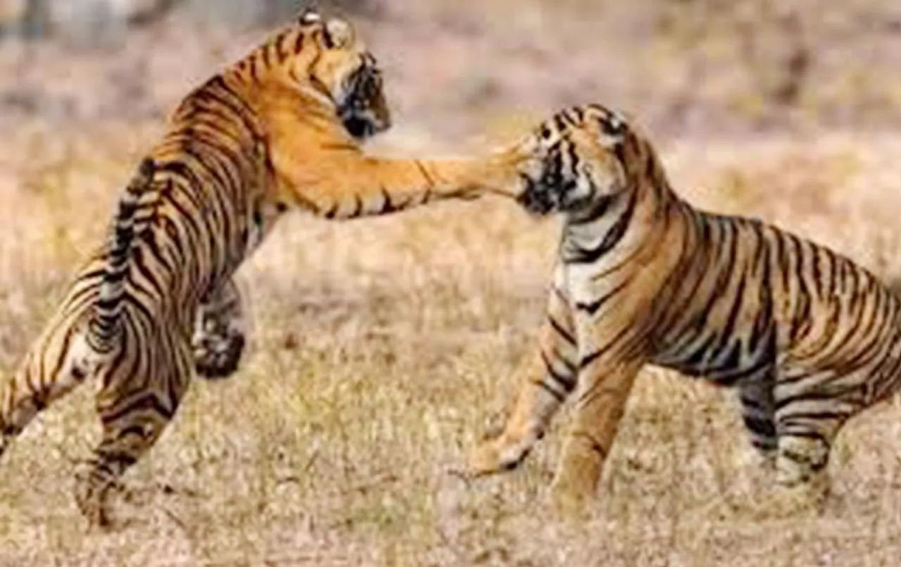 Dudhwa Tiger Reserve: दुधवा टाइगर रिजर्व क्षेत्र में बाघों की बढ़ी आबादी, जानें आंकड़े