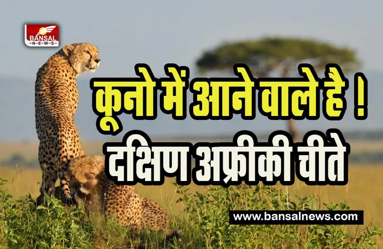 Cheetah In India: मध्यप्रदेश के कूनो में फिर आने वाले है 12 चीते ! 15 फरवरी तक दक्षिण अफ्रीका से पहुंचने की उम्मीद