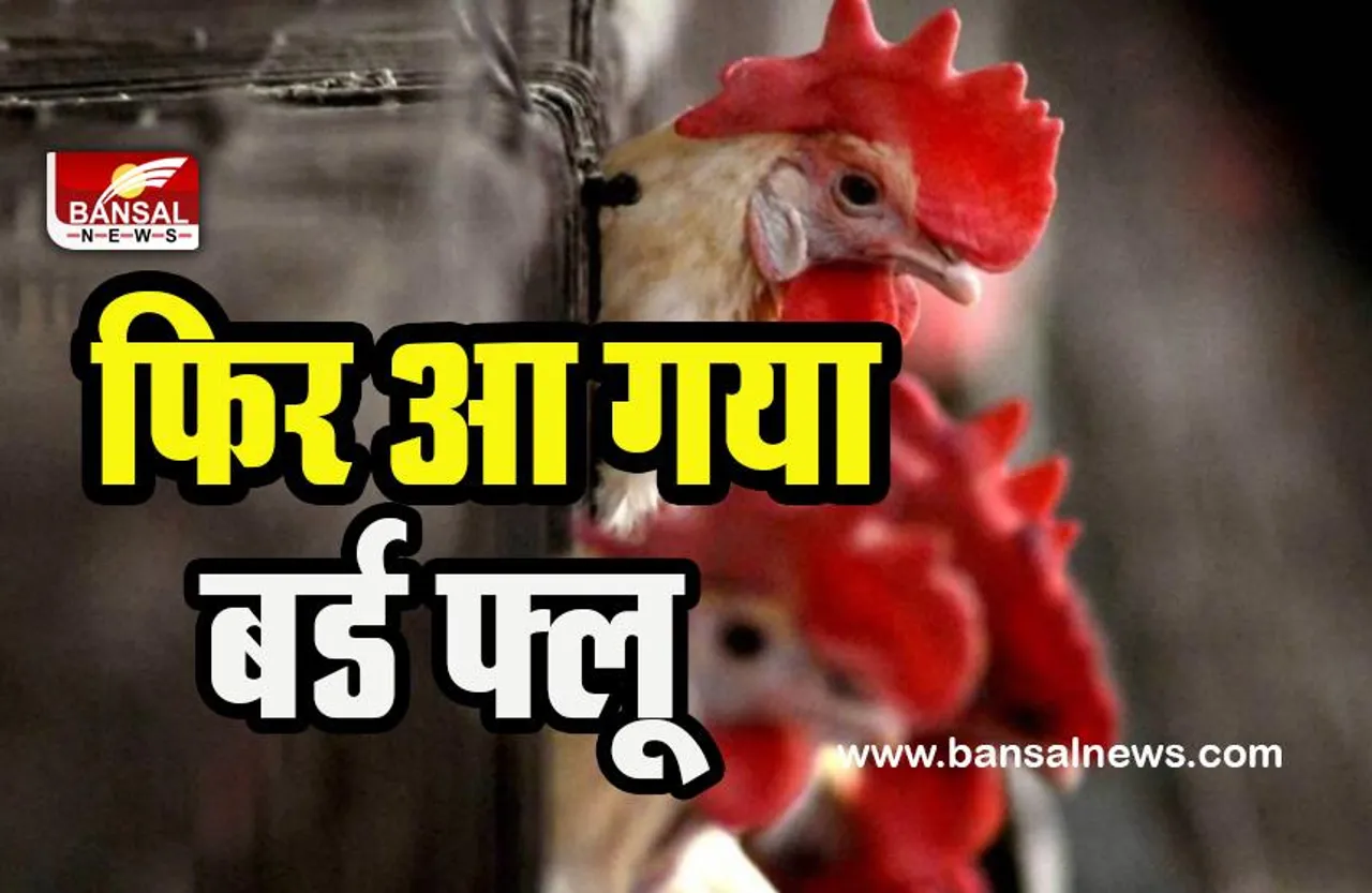 Bird Flue In Ranchi : 4,000 मुर्गियों और बत्तखों की मौत के बाद रांची में बर्ड फ्लू की दहशत ! एहतियात बरतने के दिए निर्देश