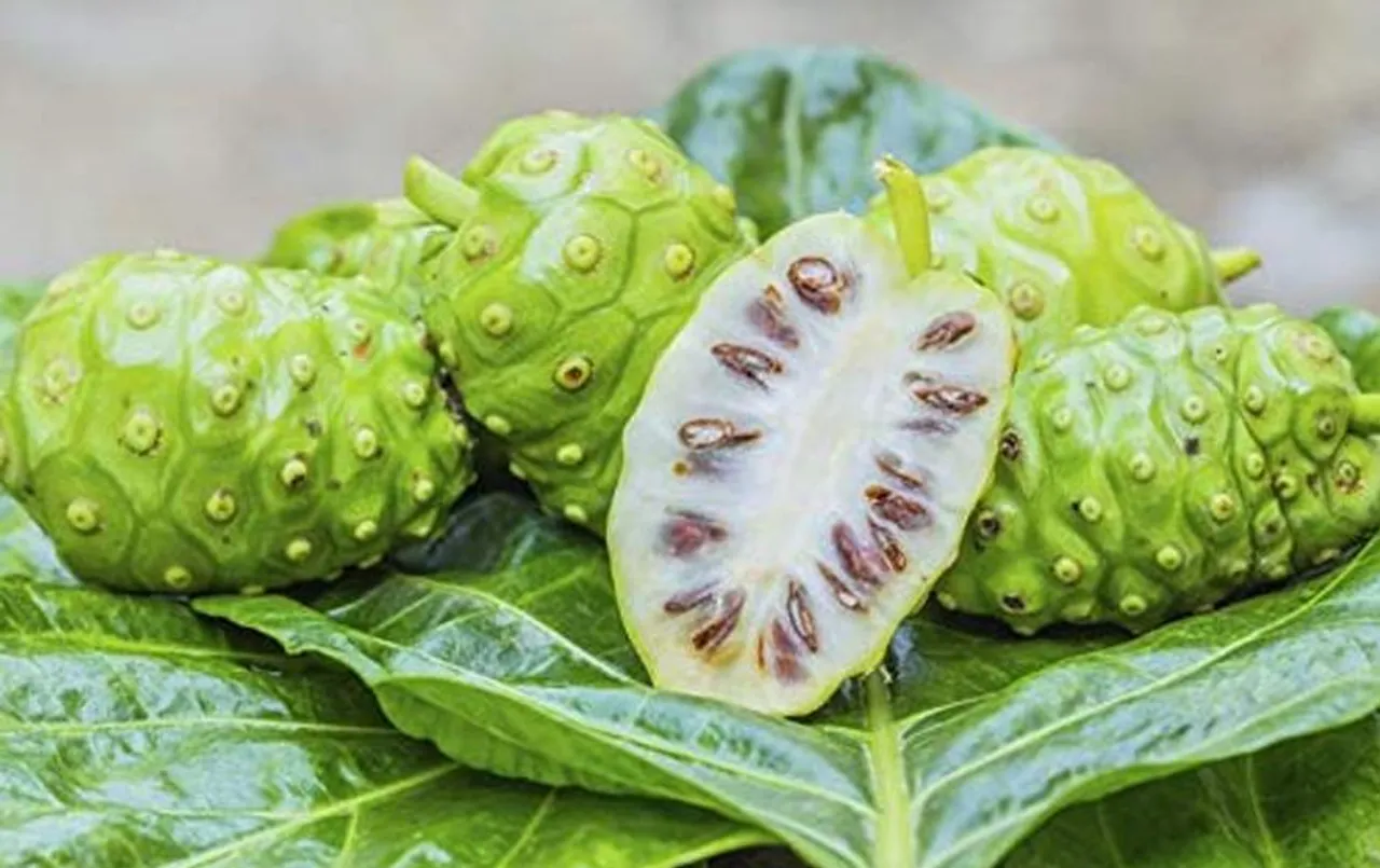 Noni Fruit Benefit: क्या आप भी दिखना चाहते है हरदम जवां, बस एक गिलास फ्रूट जूस से पाएं फायदा