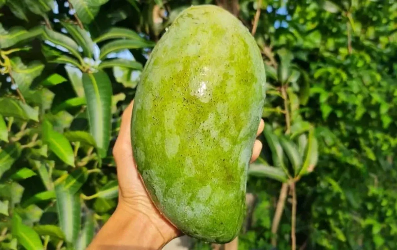 सबसे बड़ा आम नूरजहां है नाम: 1200 रुपए दाम, MP में सिर्फ इतने बचे पेड़, बचाने-बढ़ाने वैज्ञानिक भेजेगी सरकार