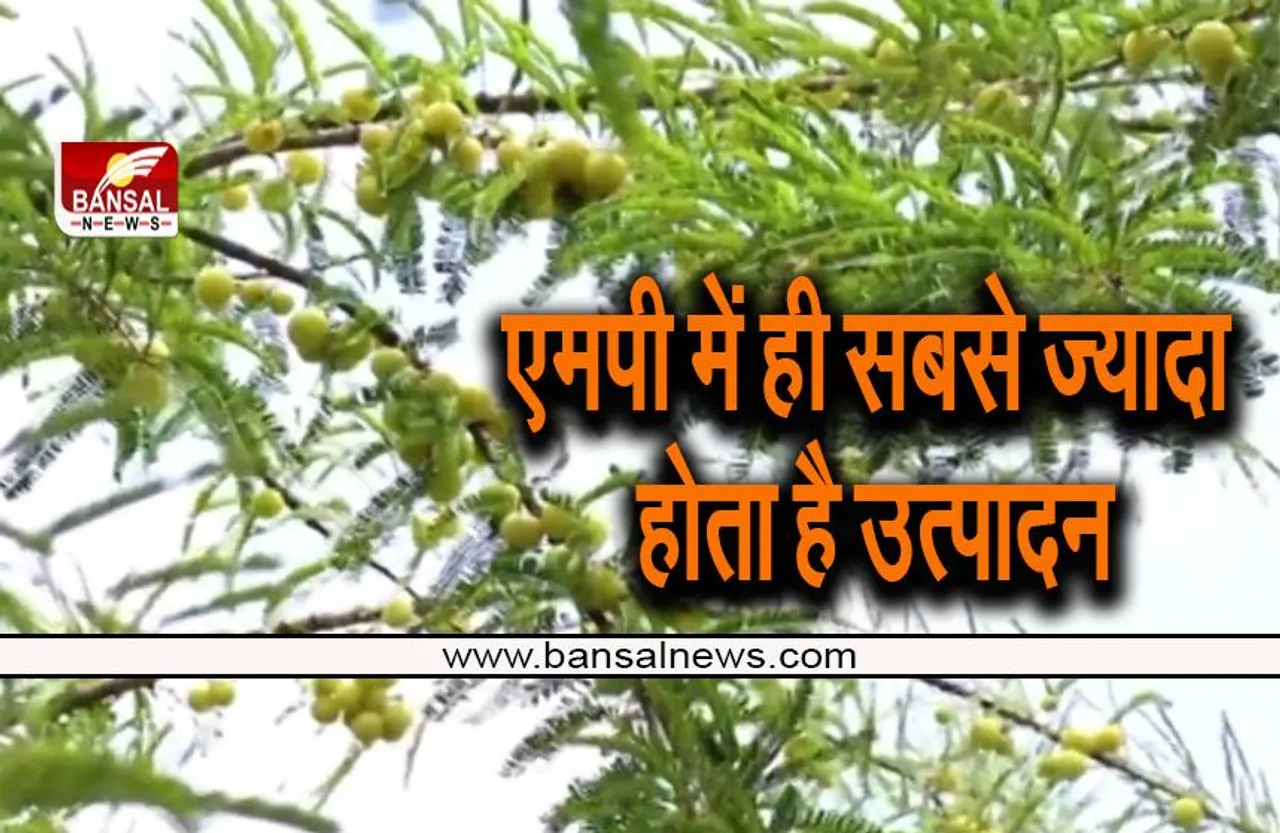 One District One Product: अब हीरे के साथ सेहत का खजाना भी मिलेगा यहां, सरकार ने लिया फैसला