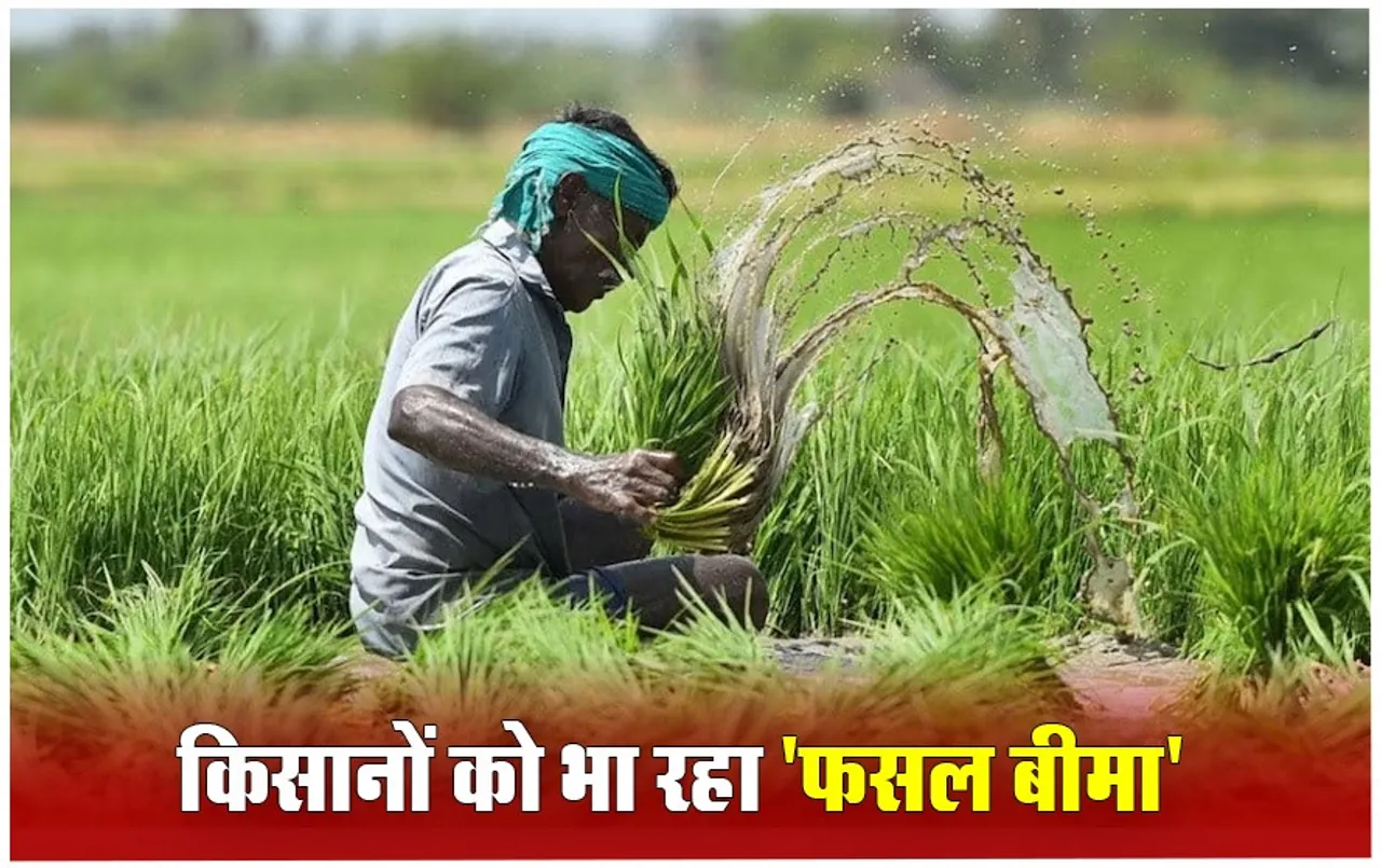 PM Fasal Bima Yojana: किसानों को हर 100 रुपये के प्रीमियम पर मिल रहा 500 रुपये का क्लेम, आठ साल में फसल बीमा करवाने वाले किसानों की संख्या में इजाफा