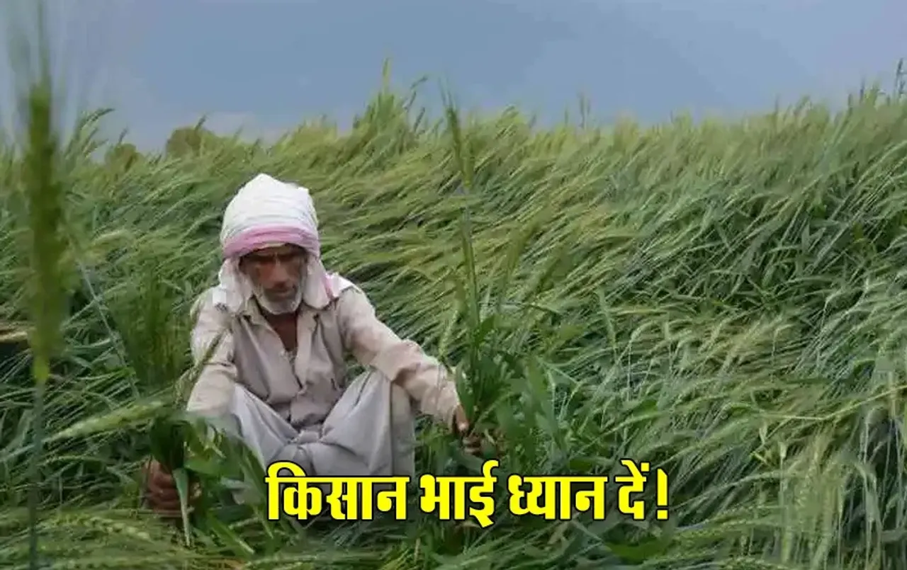 मोहन सरकार ने बढ़ाई फसलों की बीमित राशि: फसल नुकसानी पर अब बढ़कर मिलेगा क्लेम, आपके जिले की स्थिति यहां करें चेक
