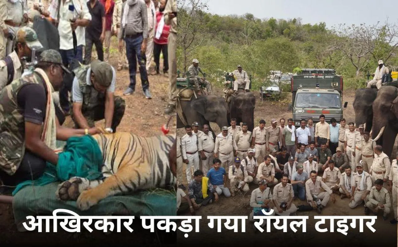 90 दिन बाद पकड़ाया रायसेन का खूंखार बाघ: दशहत में थे ग्रामीण, रॉयल टाइगर को पकड़ने में खर्च हुए 25 से 30 लाख