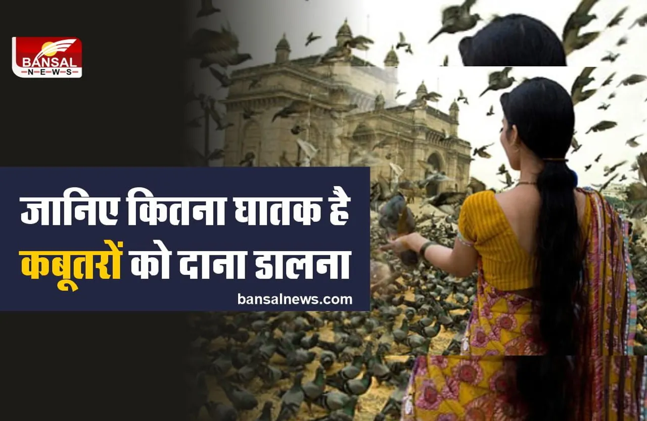 अगर आप डालते है कबूतरों को दाना, तो हो सकती है मौत!