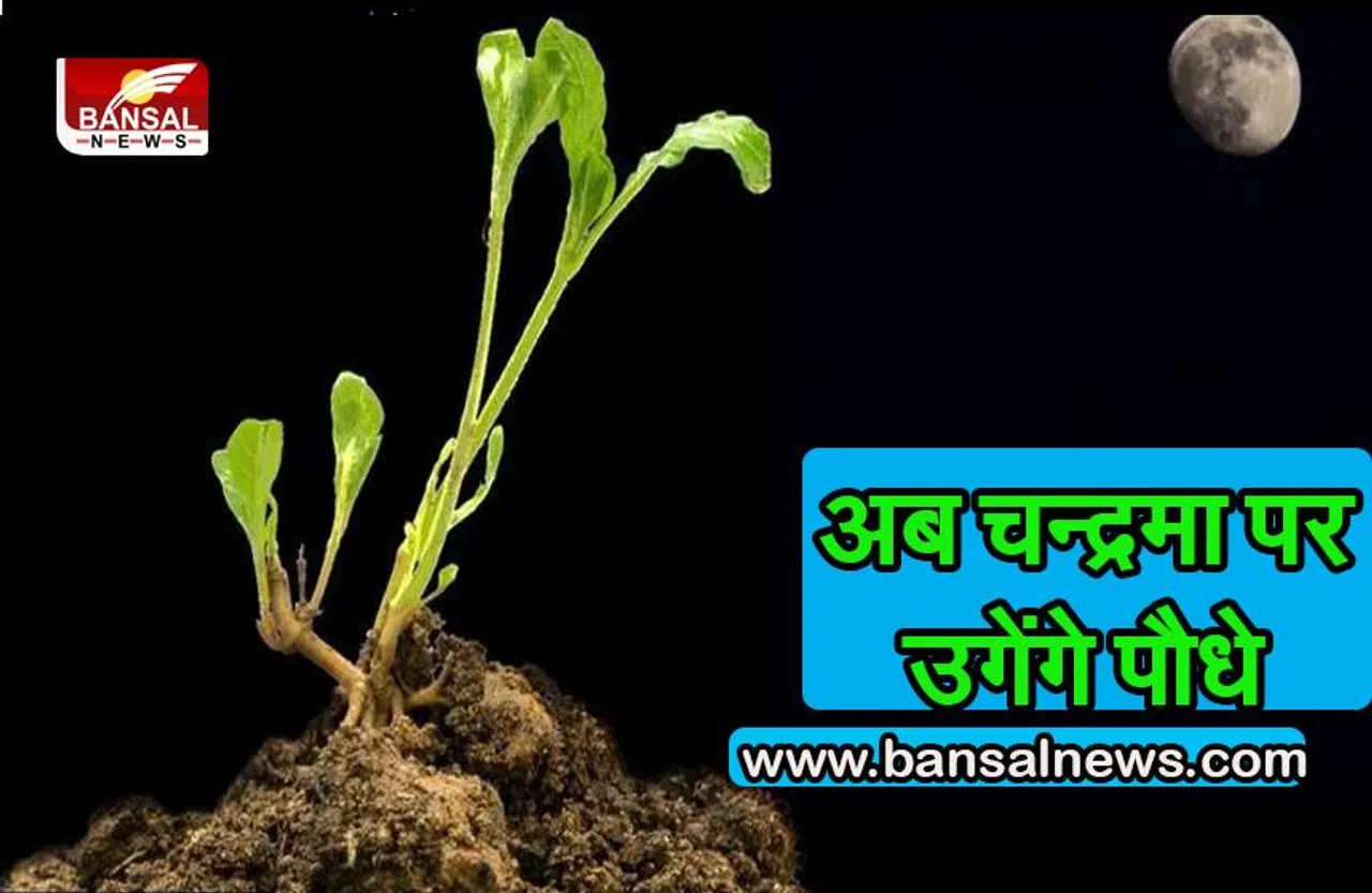 चन्द्रमा पर उगाए जाएंगे पौधे जाने पूरी खबर....