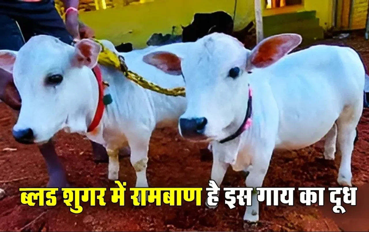 MP सीएम के पास दुनिया की सबसे छोटी प्रजाति की गाय: इसका दूध पीने से कंट्रोल होता है ब्लड शुगर, Milk में ये पोषक तत्व