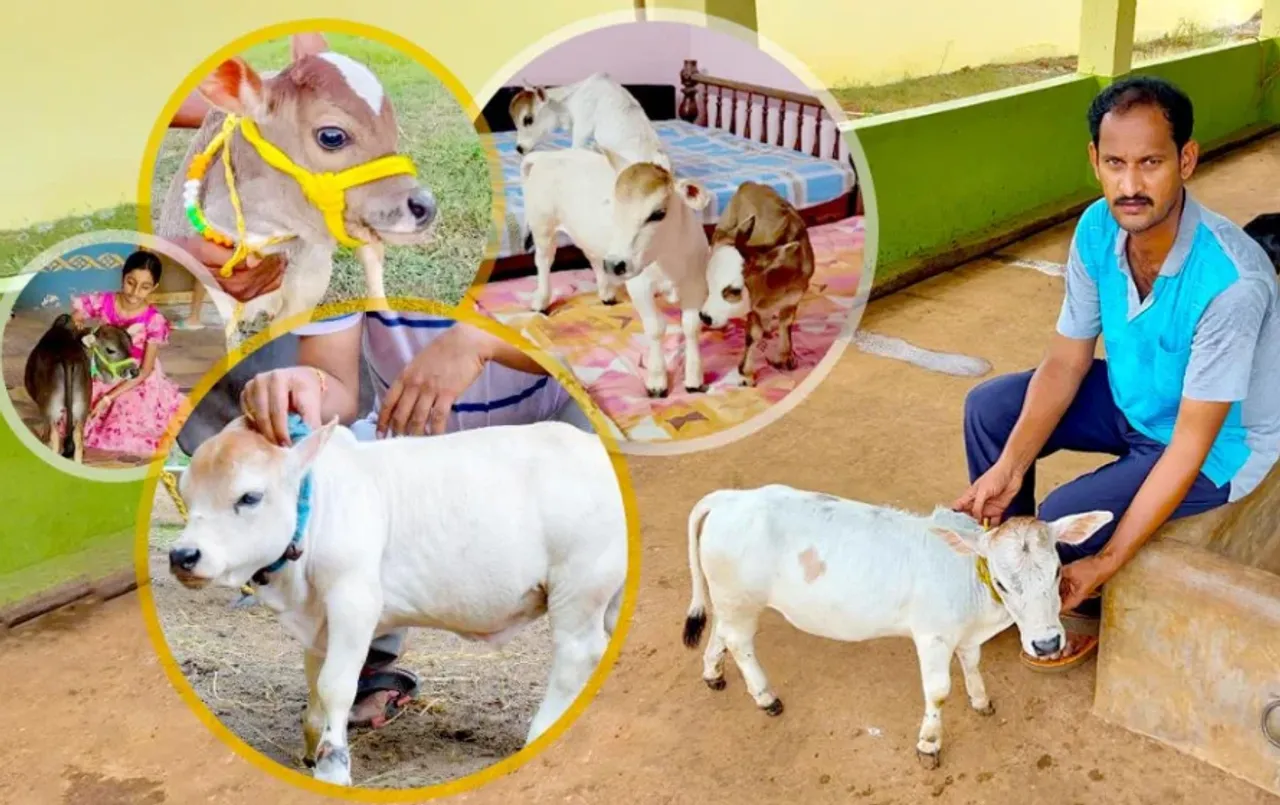 कुत्ते की जगह पालें पुंगनूर गाय: ड्राइंग रूम में भी रह लेगी, 5 किलो चारे में देगी इतना दूध; MP सीएम के पास भी यही गाय