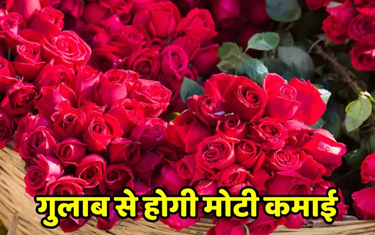 Rose Farming: गुलाब की खेती बन रही एक अच्‍छा बिजनेस, इससे किसान कमा रहे मोटा पैसा, जानें कैसे होती है खेती