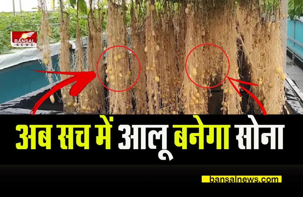 Aeroponic Farming: गांव हो या शहर हवा में ऐसे उगाएं आलू, बढ़ेगी 10 गुनी आमदनी,मिलेगी घर की सब्जी