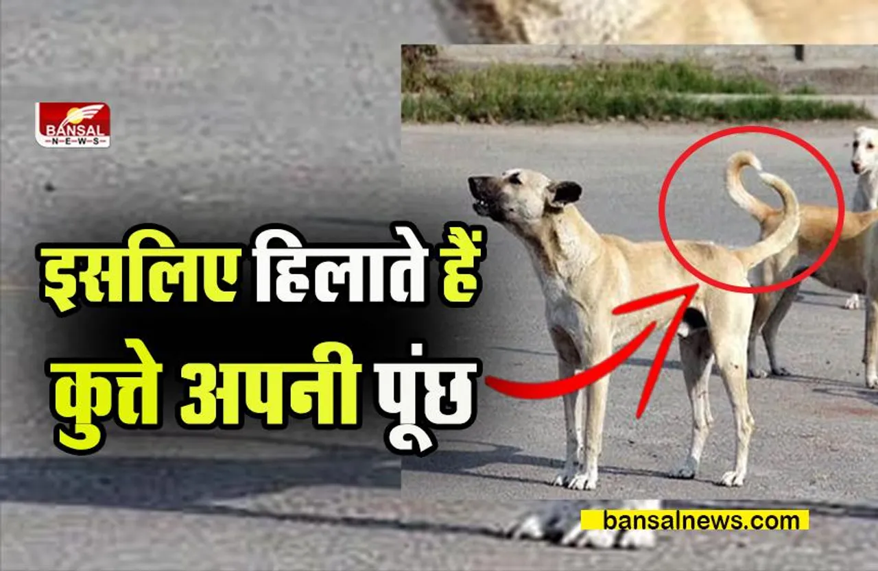Why Dogs Shake Their Tail: कुत्ते अपनी पूंछ क्यों हिलाते हैं ? क्या आप जनते हैं इसका कारण