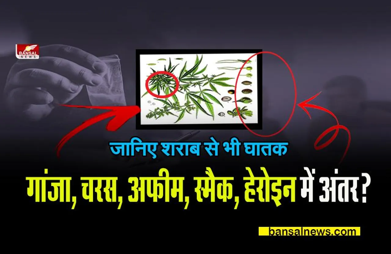 JANNA JAROORI HAI: जानिए क्या है गांजा, चरस, अफीम, स्मैक, हेरोइन में अंतर?