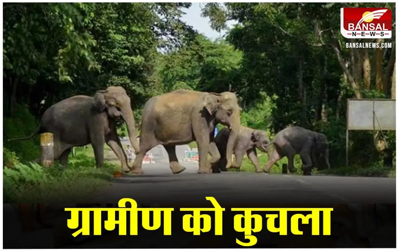 Sarguja Chattisgarh News: भोजन की तलाश में दल से बिछड़े हाथी ने ग्रामीण को कुचला, ग्रामीण की हुई मौत