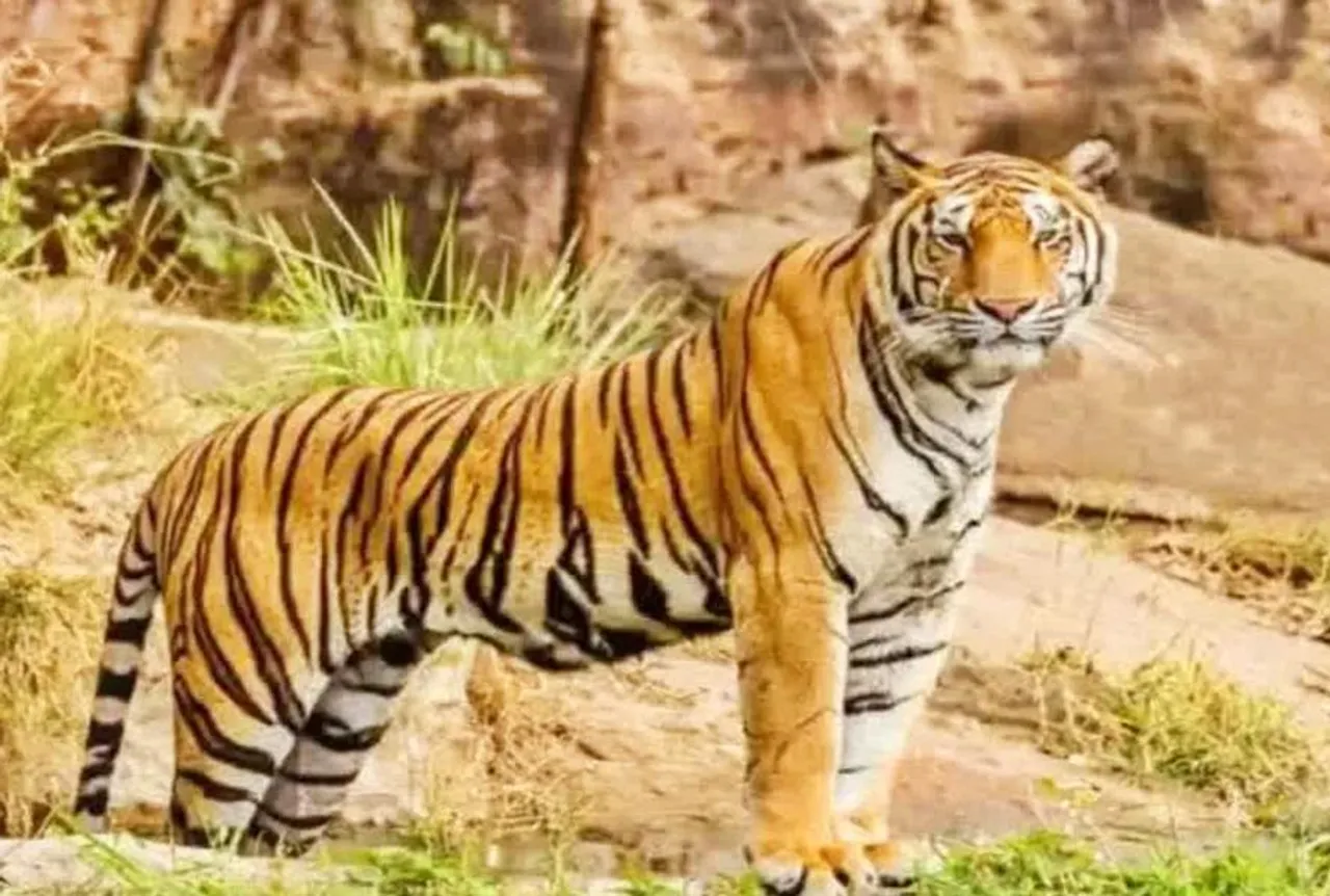 Aurangabad Zoo: औरंगाबाद चिड़ियाघर में बाघिन ‘समृद्धि’ बनी मां, एक शावक को दिया जन्म