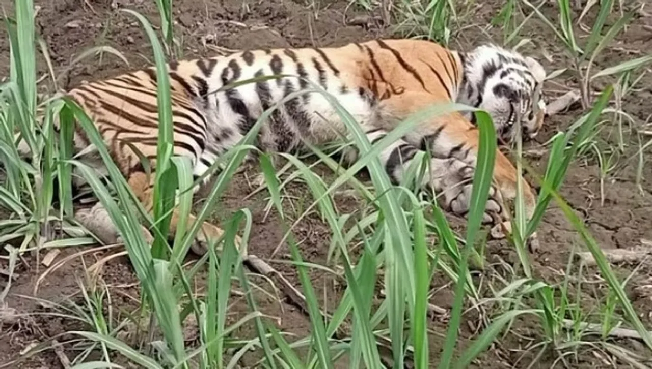 MP News: कान्हा टाइगर रिजर्व में बाघिन की मौत, सामने आई जान जाने की वजह