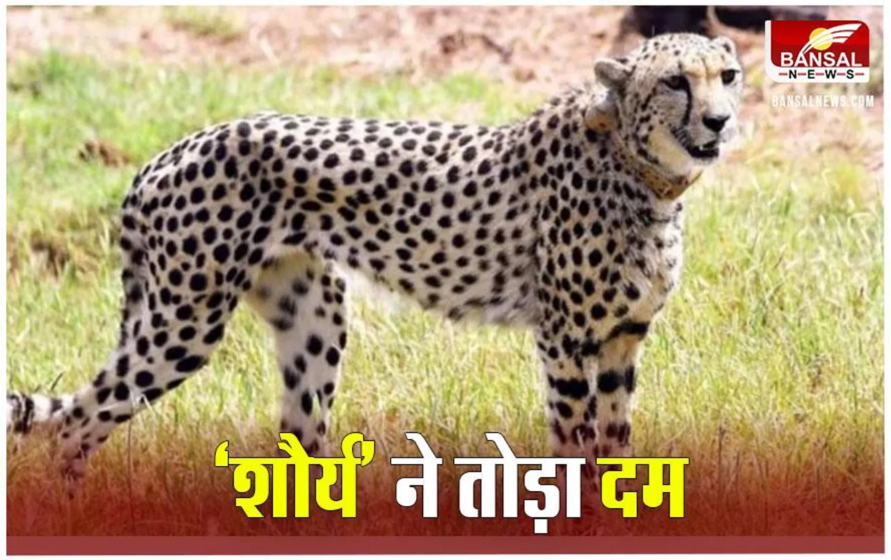 Sheopur News: कूनो में नामीबिया से आए 'चीता शौर्य' ने तोड़ा दम, अब तक 10 चीतों की हो चुकी मौत