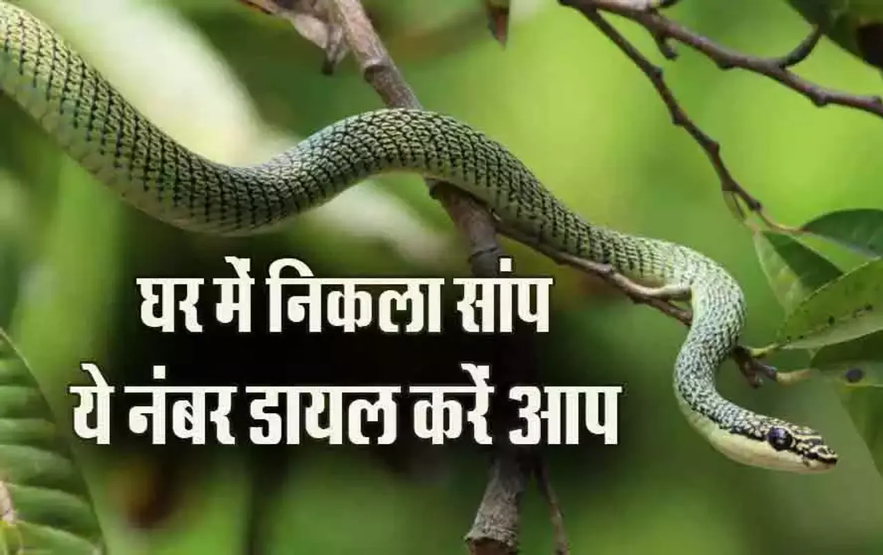 Snake Catcher Number: बारिश में घर में निकलने लगे हैं सांप, तो पकड़ने के लिए ​बिना देरी करे इन नंबरों पर करें संपर्क