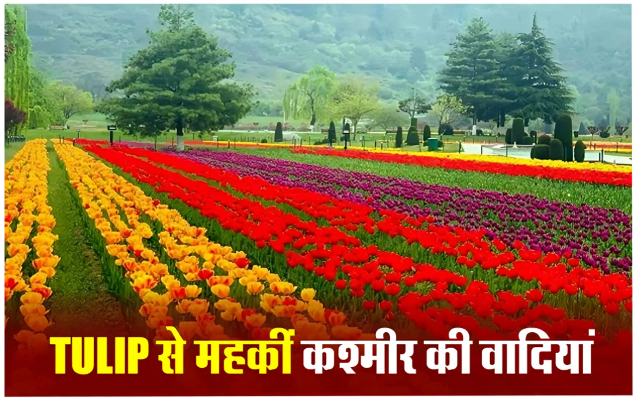 आम लोगों के लिए खुला एशिया का सबसे बड़ा Srinagar Tulip Garden, वादियों में बिखेरी महक, देखें झलकियां