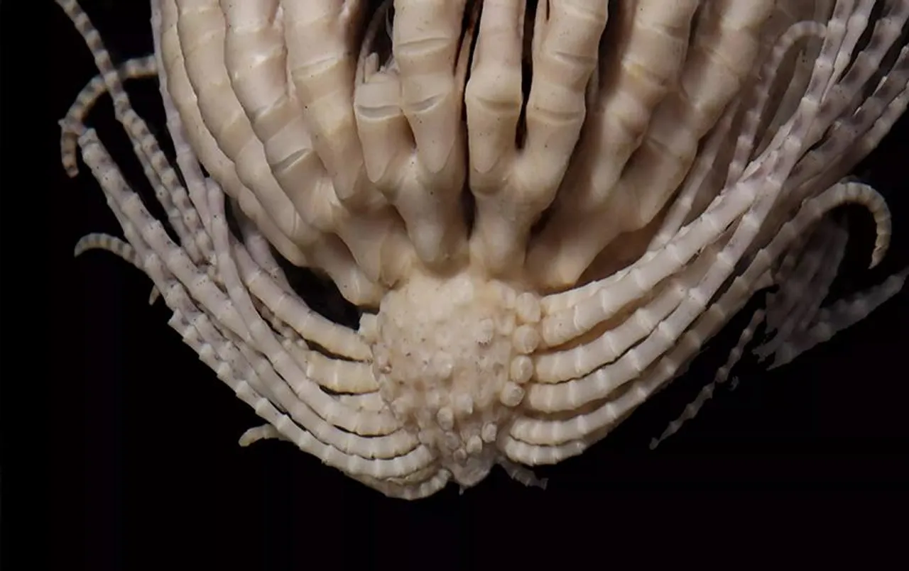 Strawberry Creatures: समुद्र से मिला ऐसा जीव जिसके हैं बीस हाथ, देखकर हैरत में पड़े वैज्ञानिक, जानें इसके बारें में