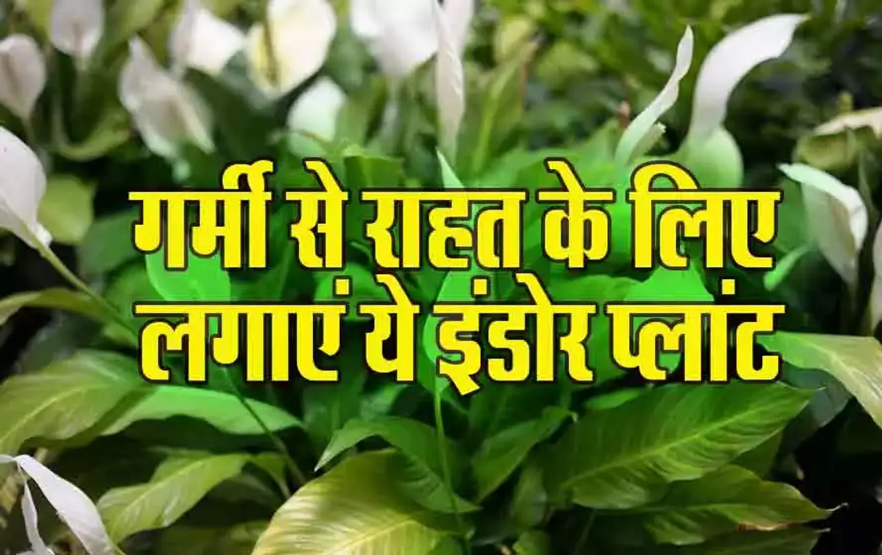 Room Cooling Tips: Summer में लगाएं ये Indoor Plant, भीषण गर्मी में भी 3 से 4 डिग्री कम रहेगा कमरे का टेम्प्रेचर