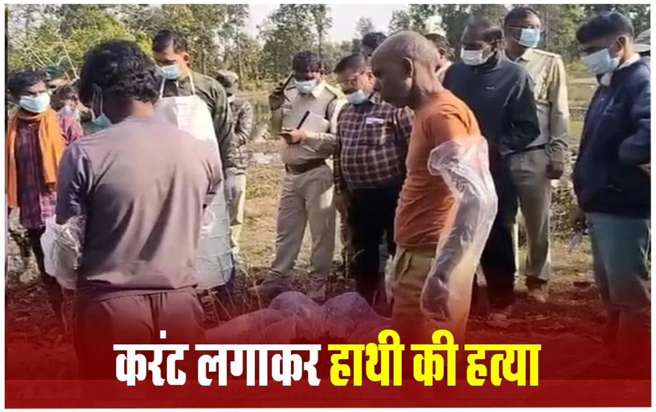 Surajpur News: हाथी को कई टुकड़ों में काटकर दफनाया, 12 गड्ढों में मिले सूंड, पैर समेत अन्‍य अंग, तीन गिरफ्तार