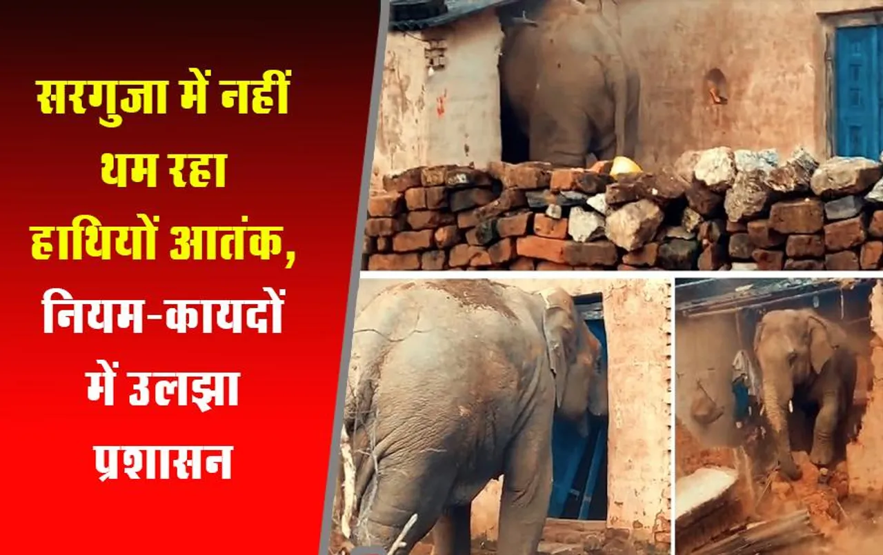 CG News: सरगुजा में नहीं थम रहा हाथियों आतंक, नियम-कायदों में उलझा प्रशासन