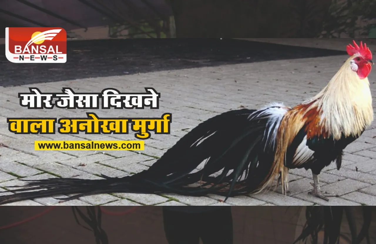 Onagadori Chicken : जानिए कहां मिलते है लंबे-लंबे पंख वाले स्पेशल चिकन