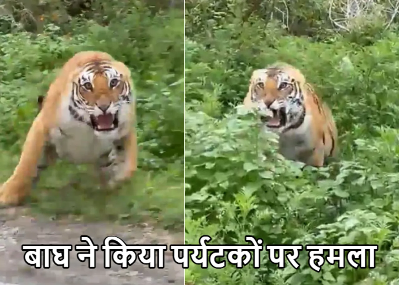 Viral Video: खूंखार बाघ ने पर्यटकों से भरी गाड़ी पर किया हमला, रोंगटे खड़े कर देगा ये वीडियो
