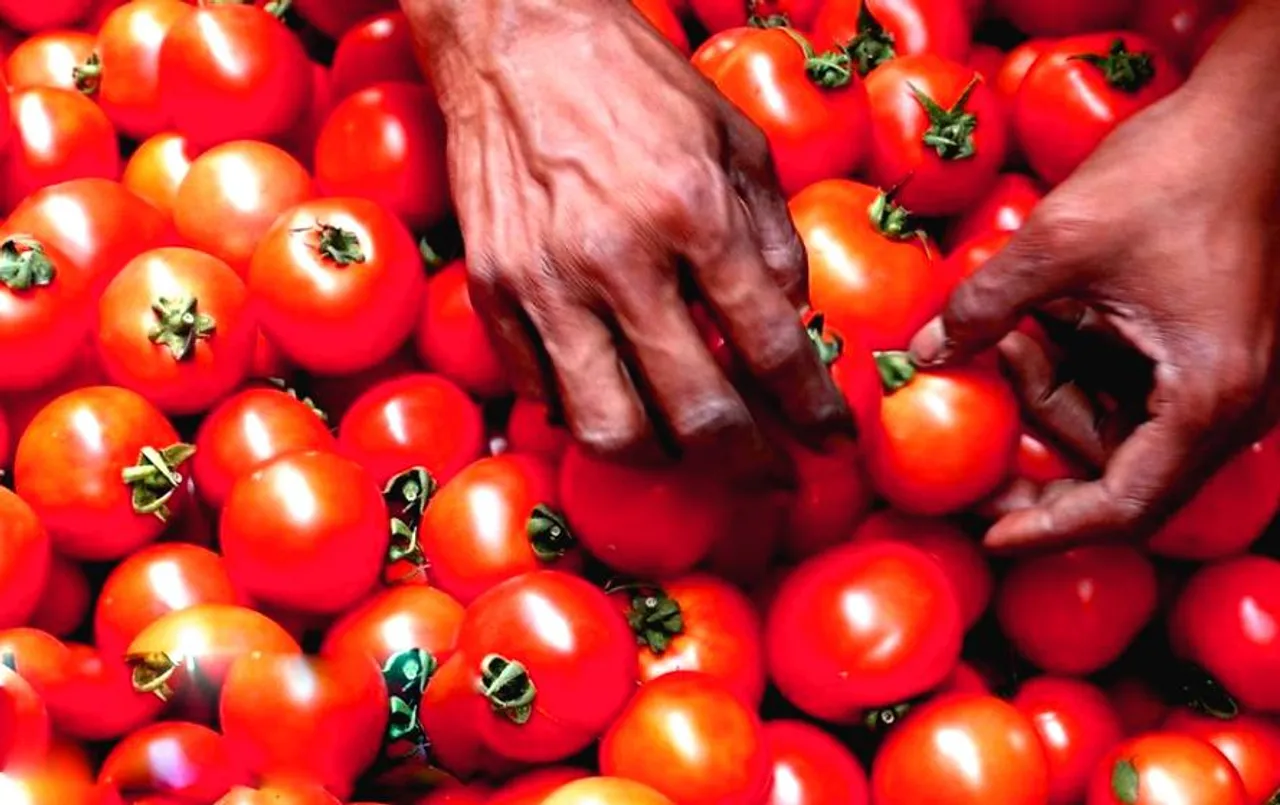 CG News: टमाटरों के दामों में आई भारी गिरावट, किसान परेशान; सड़क पर टमाटर फेंक जताया विरोध