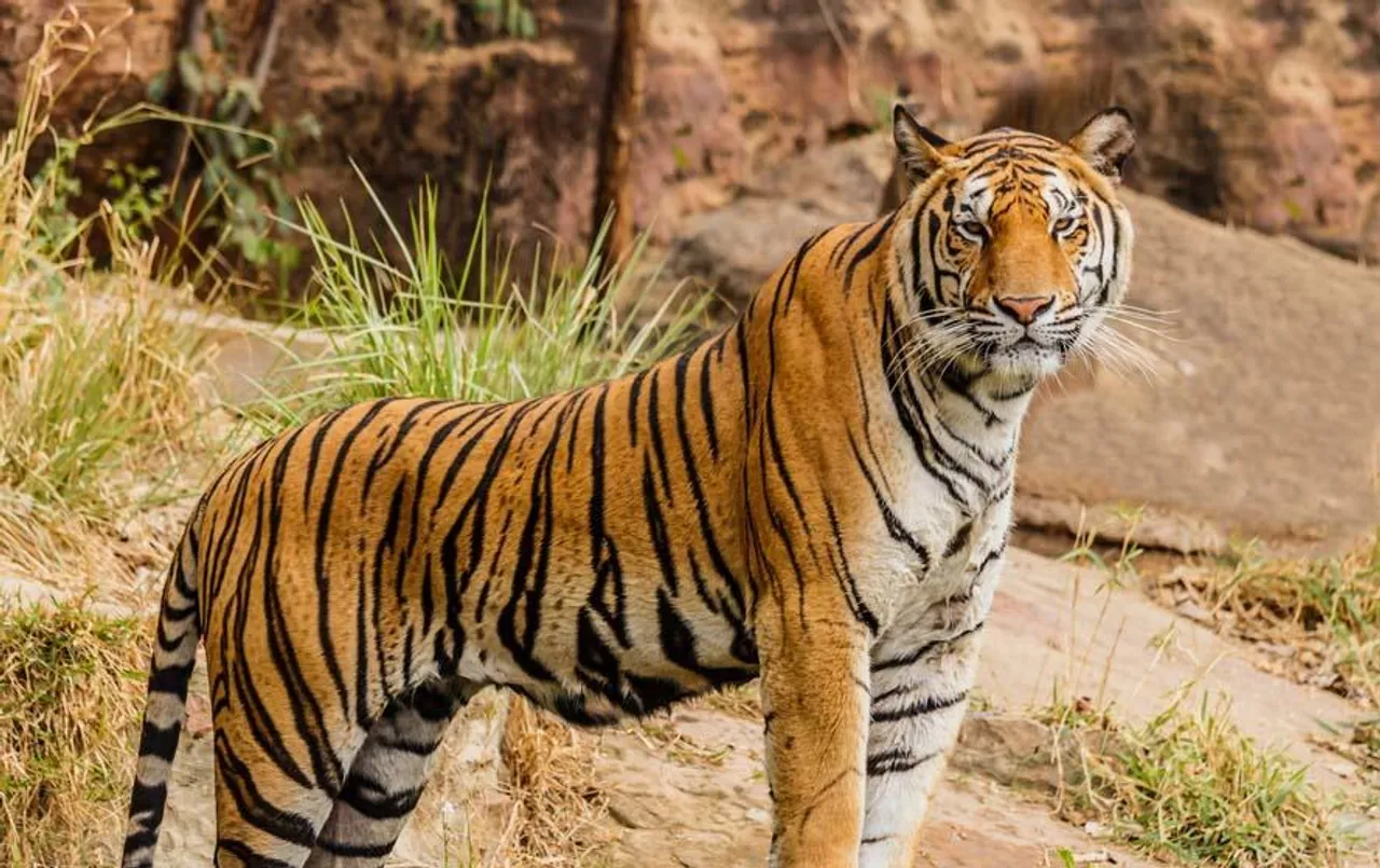 CG News: छत्तीसगढ़ में लगातार घट रही टाइगर की संख्या, मध्यप्रदेश या महाराष्ट्र से लाए जाएंगे टाइगर