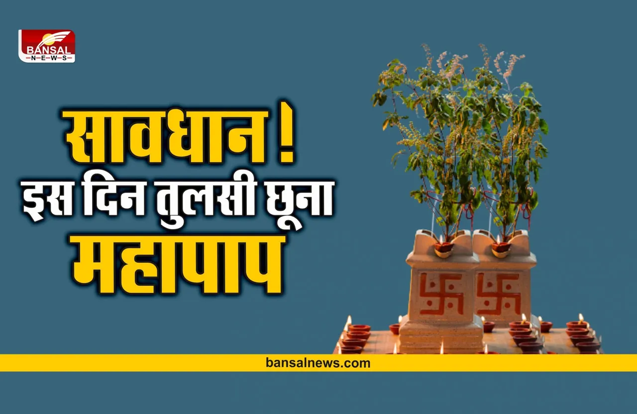 Tulsi Niyam : इस दिन तुलसी को छुना होता है बेहद अशुभ, बिल्कुल भी नहीं करें स्पर्श