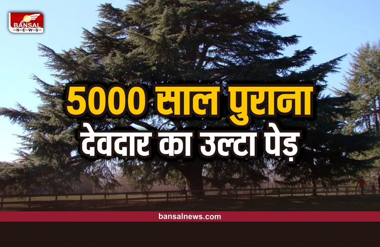 Tunda Monster : 5000 साल पुराना उल्टा पेड़, जिसमें करते थे टुंडा राक्षस वास