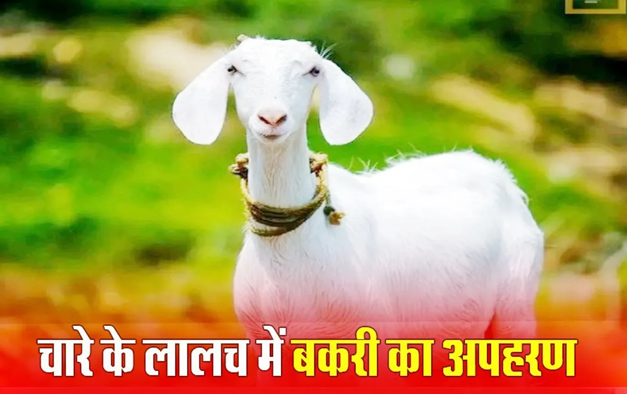 Ujjain में चोरी का अनोखा मामला: खाने का लालच देकर कार में बकरी को बैठा ले गए चोर, Video Viral