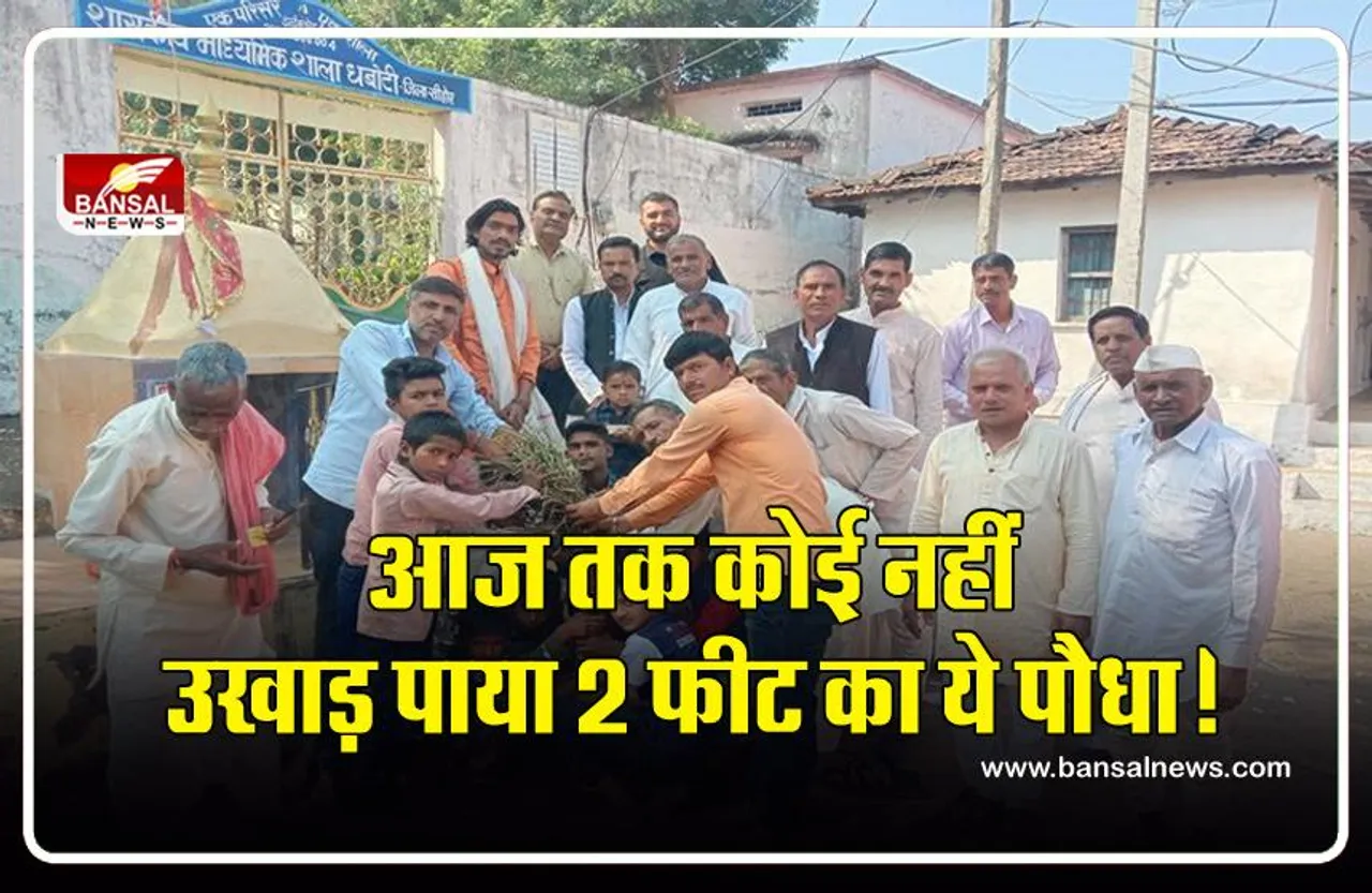 Sehore: 4 इंच जमीन में दबे इस पौधे को आज तक कोई नहीं उखाड़ सका है, जानिए क्या है इसके पीछे का रहस्य