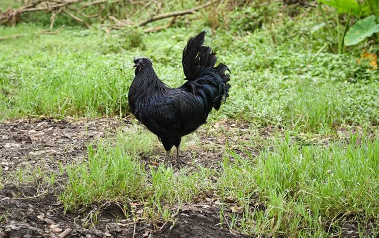 MP Election 2023: मतदान से पहले बढ़ी झाबुआ के कड़कनाथ मुर्गे की मांग, 12 से 15 सौ रुपए तक पहुंचे दाम