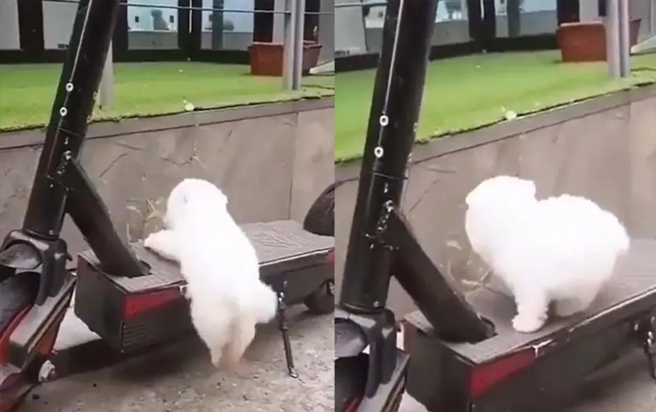 Viral Video: कोशिश करने वालों की हार नहीं होती, वायरल हो रहे इस वीडियो में छोटे डॉग ने किया साबित