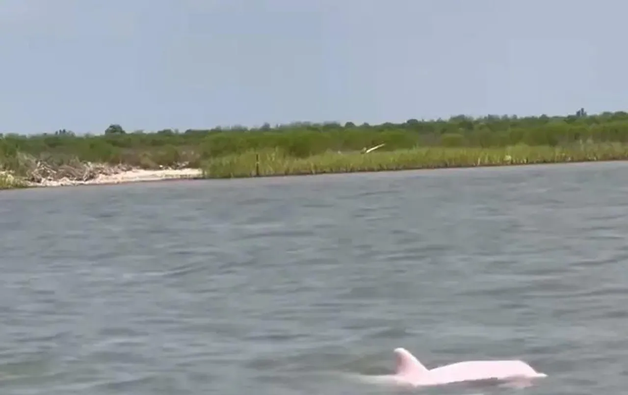 Viral Video: गोता लगाते दिखी गुलाबी डॉल्फिन, सोशल मीडिया पर वायरल हो रहा वीडियो