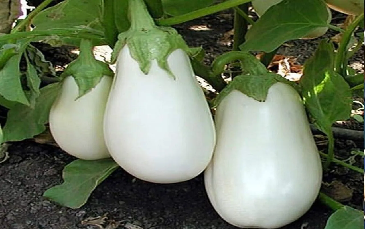 White Brinjal Cultivation: अब सफेद बैंगन चमकाएगा किसानों की किस्मत, जानिए इसकी खेती के बारे में..