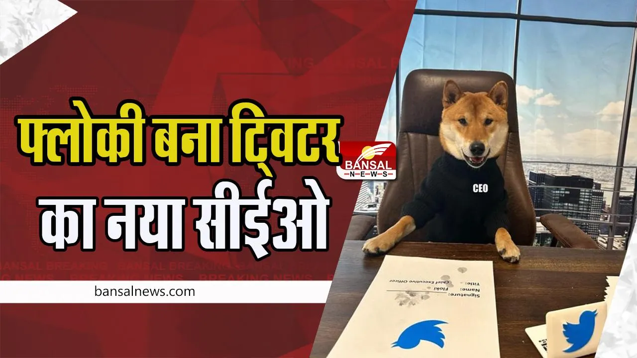 Dog Twitter New CEO : आखिरकार एलन मस्क को मिला ट्वीटर का नया CEO !  ब्रांडेड ब्लैक टी-शर्ट पहने नजर आया फ्लोकी डॉग, जानें खबर