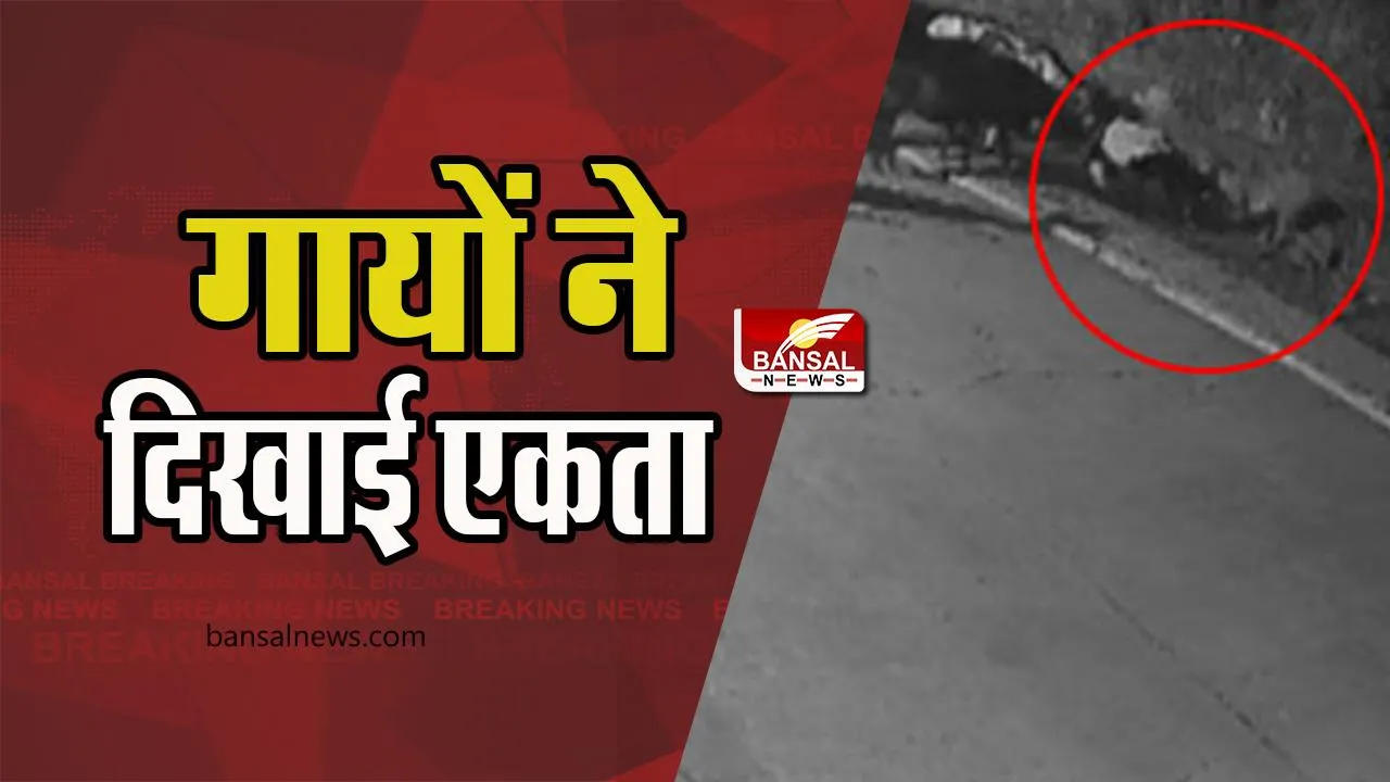 Bhopal Tiger Cow Video Viral: खतरनाक बाघ पर भारी पड़ा गायों का झुंड, सामने आया CCTV फुटेज