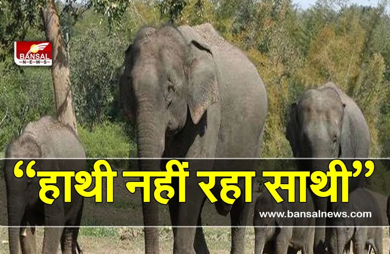 शहडोल में हाथियों का कहर लगातार जारी,अब तक 5 लोगों को हाथियों ने कुचला