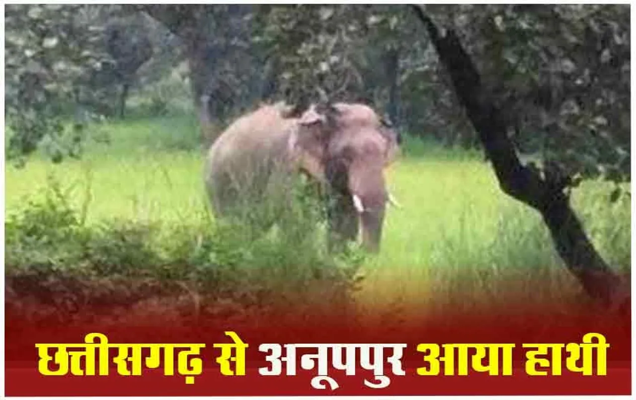 Anuppur Elephant Attack: हाथी के हमले से युवक की मौत, हंगामा कर रहे ग्रामीणों पर फायरिंग, दो घायल, मृतक के बेटे को नौकरी देगा वन विभाग