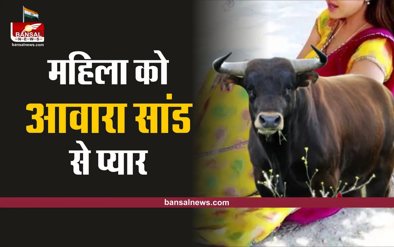 शादीशुदा महिला को हुआ ‘आवारा सांड’ से प्यार, सांड लेकर आएगा बारात