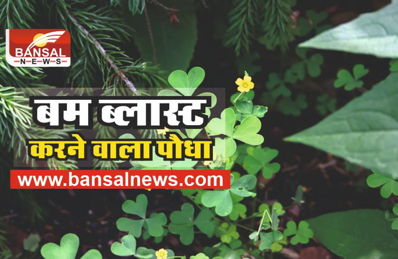 Wood Sorrel Plant : ऐसा पौधा जो दागता है मिसाइल, गुस्से में करता है बम जैसे ब्लास्ट!